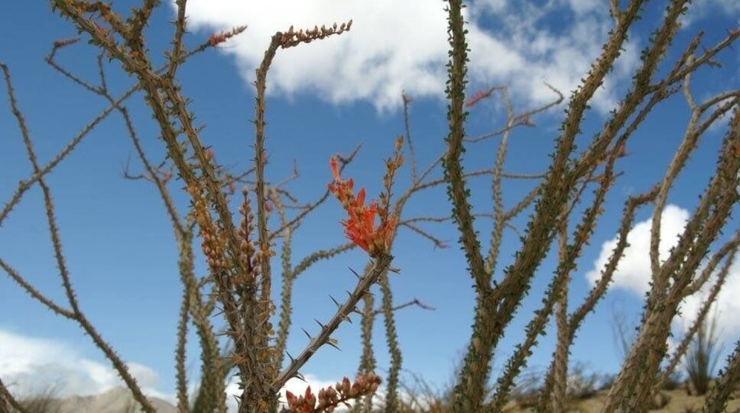 The most amazing blooms in the desert are happening right now. Don't miss the Super Bloom 2016. http://www.scientificamerican.com/video/death-valley-super-bloom-is-a-rare-desert-wildflower-show/