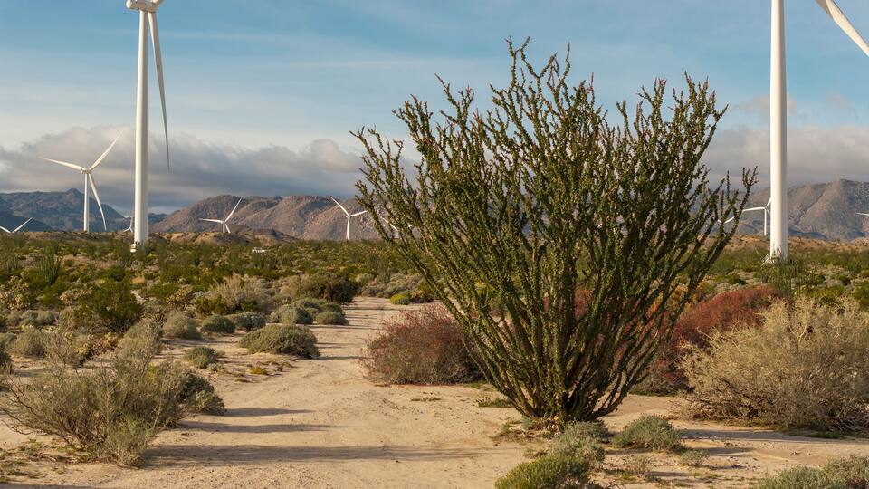 A desert landscape with wind turbines and sparse vegetation.