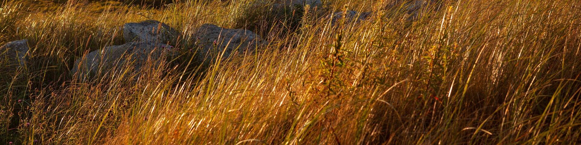 Tall grass and rocks in a field with trees in the background.