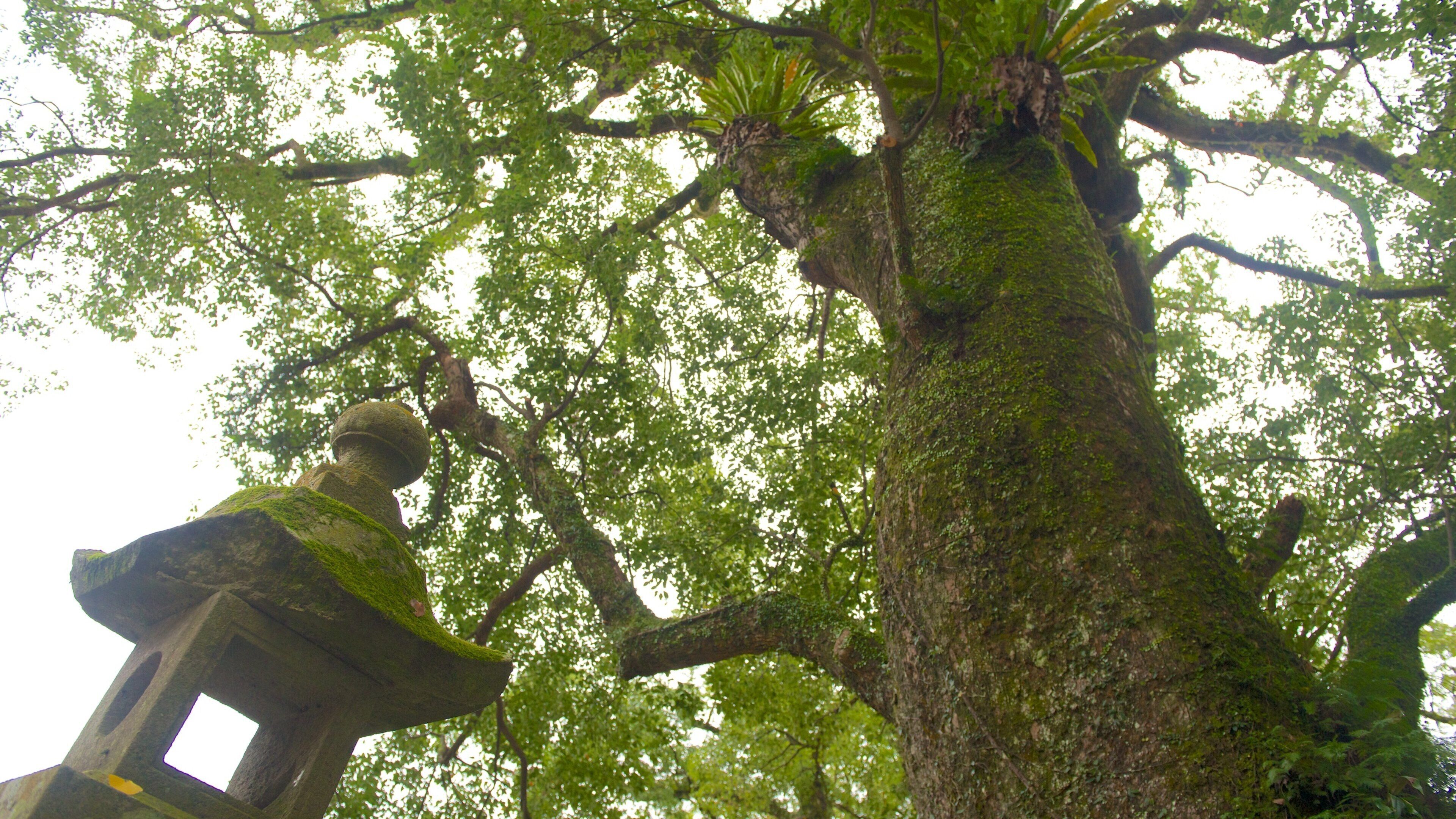 A large tree with moss-covered trunk and branches, and a stone sculpture partially obscured by foliage.