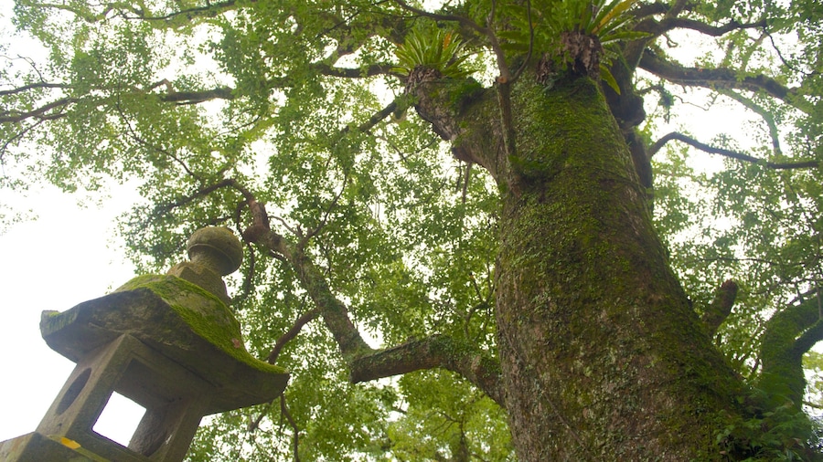 A large tree with moss-covered trunk and branches, and a stone sculpture partially obscured by foliage.