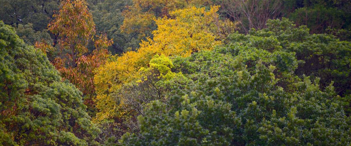 A dense forest with a variety of trees, including some with yellow leaves.