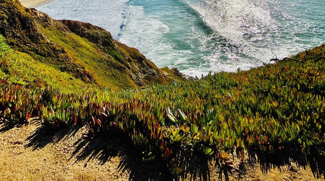 Gray whale cove beach In San Francisco CA
