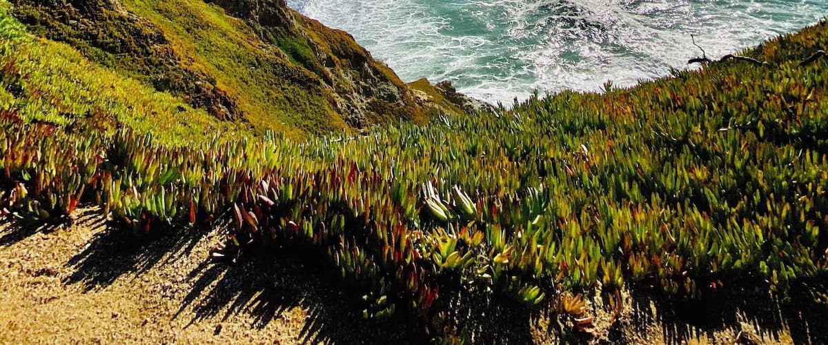 Gray whale cove beach In San Francisco CA
