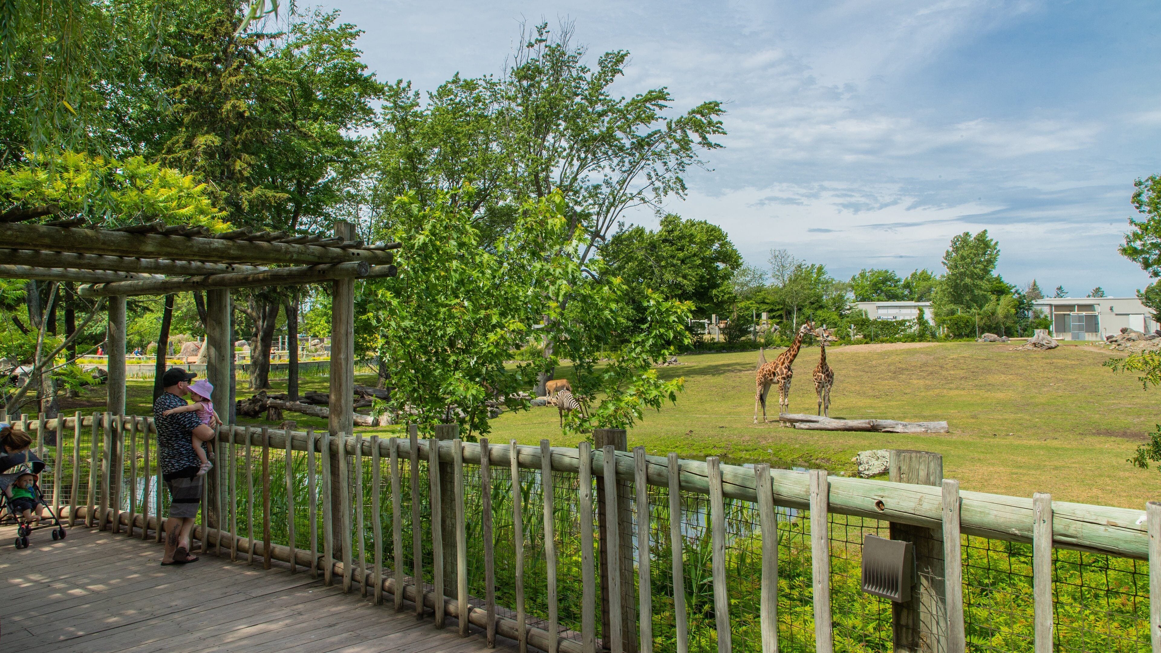 A wooden deck overlooking a grassy area with giraffes and a zebra.