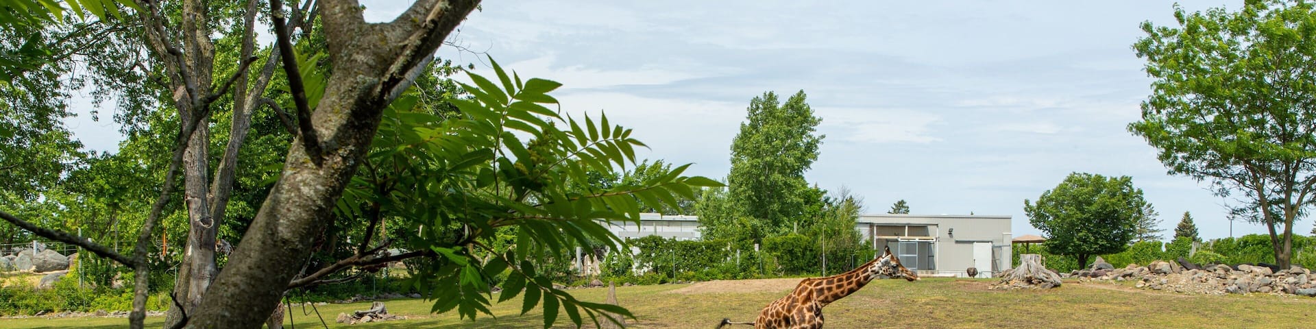 Granby Zoo featuring zoo animals and land animals