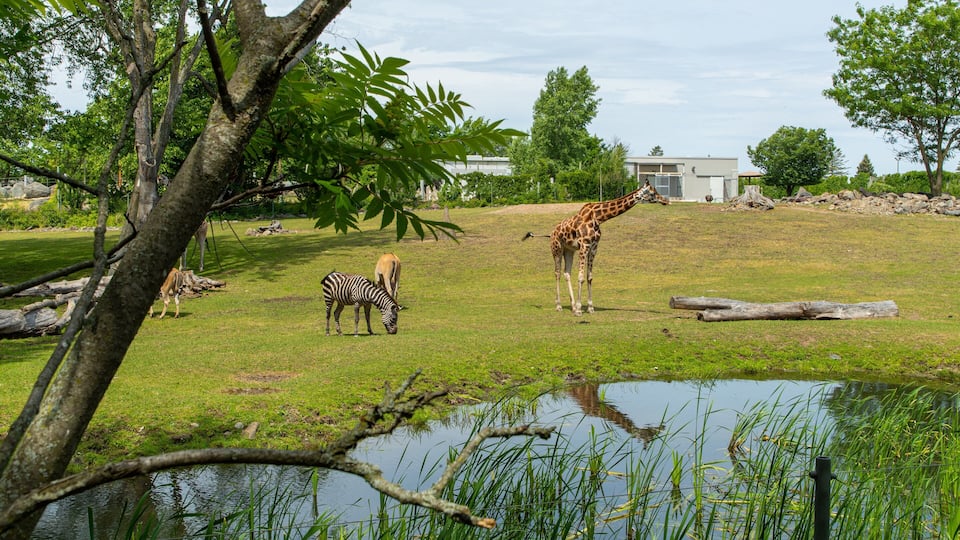 A giraffe, a zebra, and a deer in a grassy enclosure with trees and a pond.