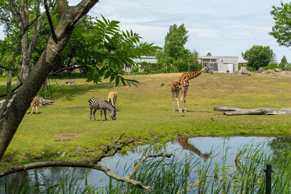 A giraffe, a zebra, and a deer in a grassy enclosure with trees and a pond.