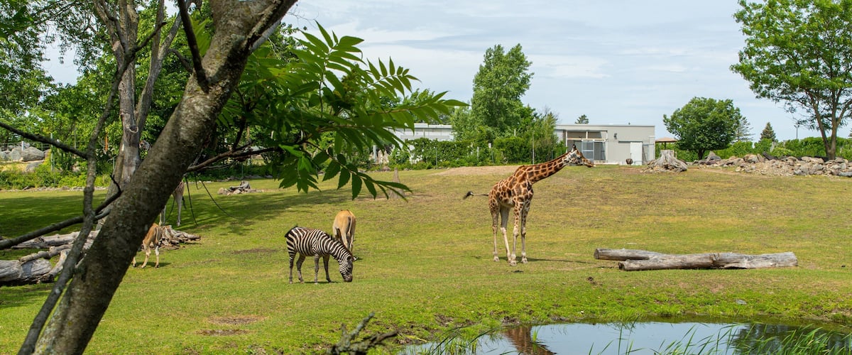 Granby Zoo featuring zoo animals and land animals