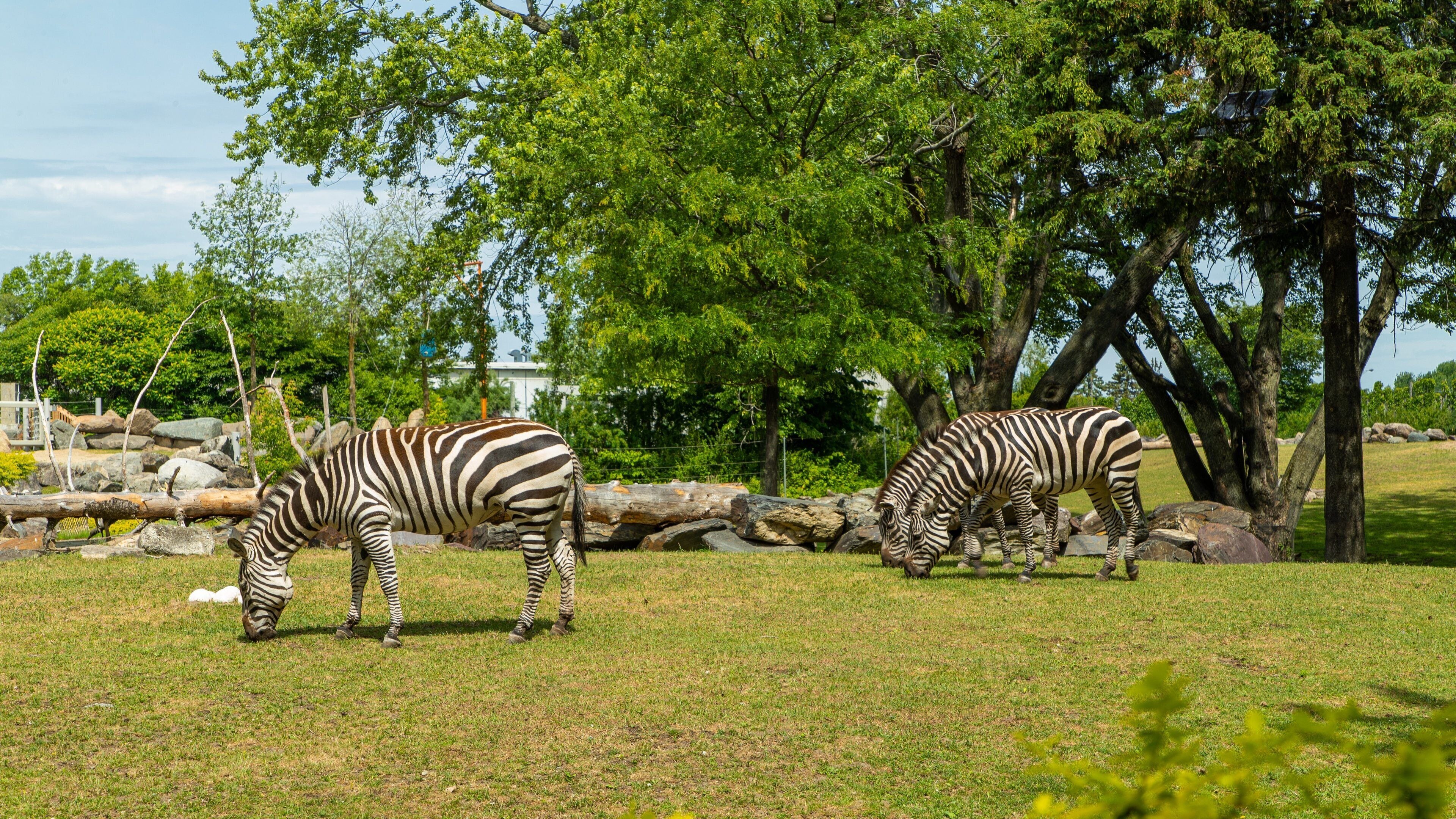 Zebras grazing in a grassy enclosure with trees and rocks in the background.