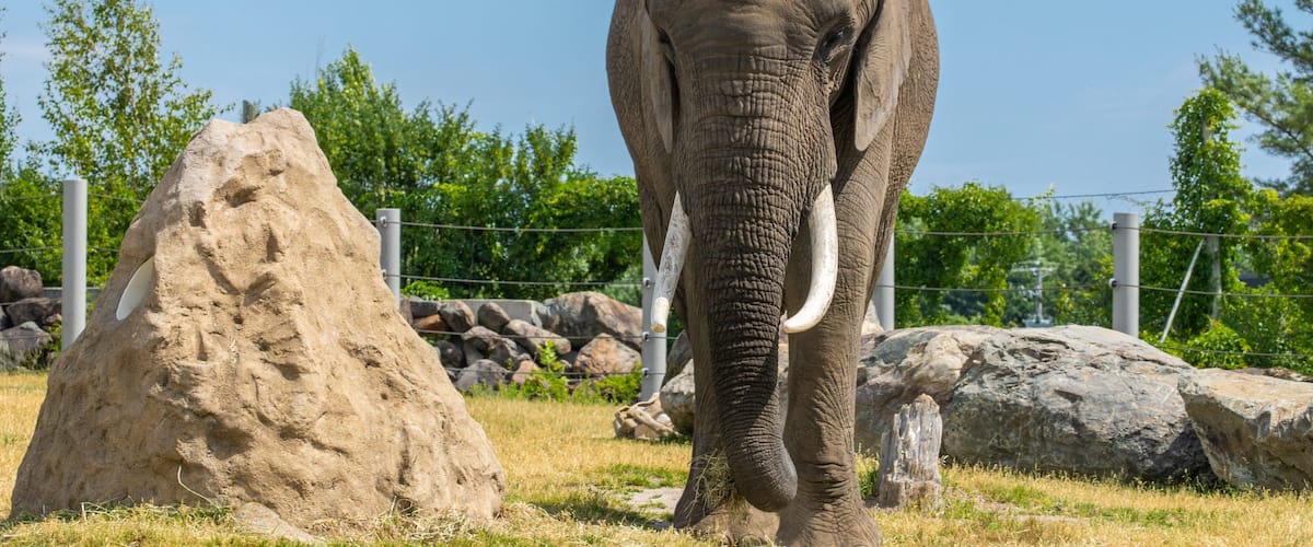 An elephant in a fenced enclosure with rocks and trees.