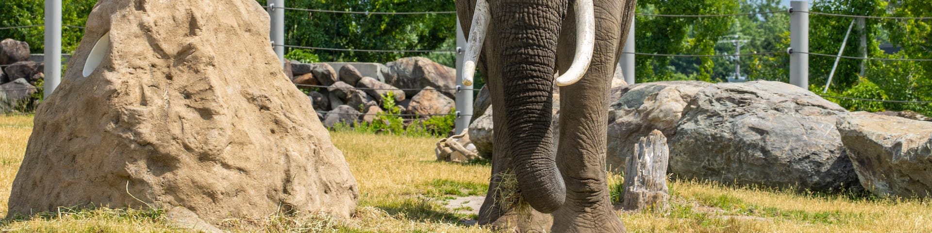 An elephant in a fenced enclosure with rocks and trees.