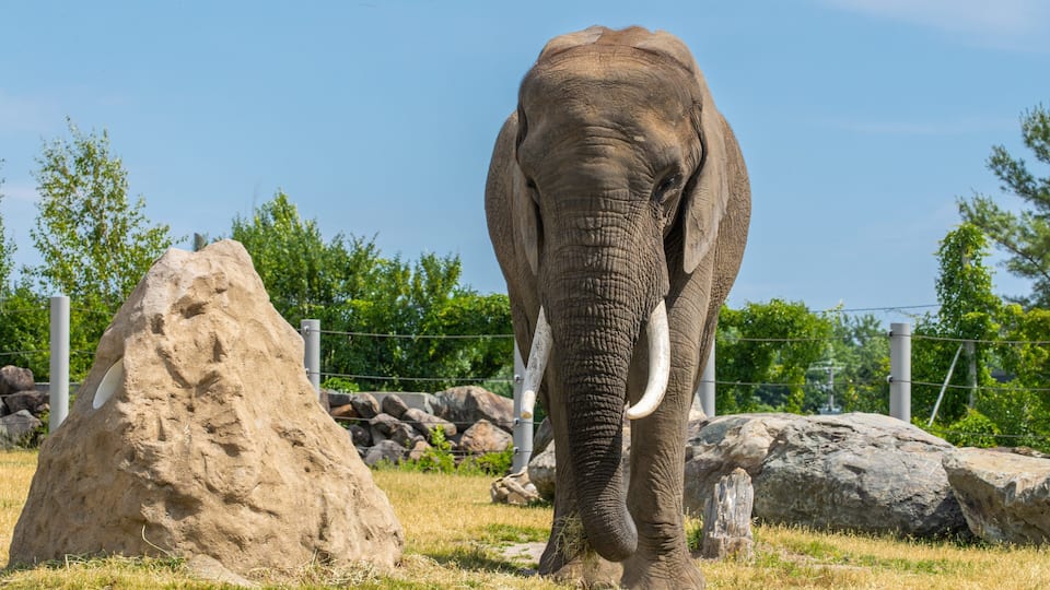 An elephant in a fenced enclosure with rocks and trees.
