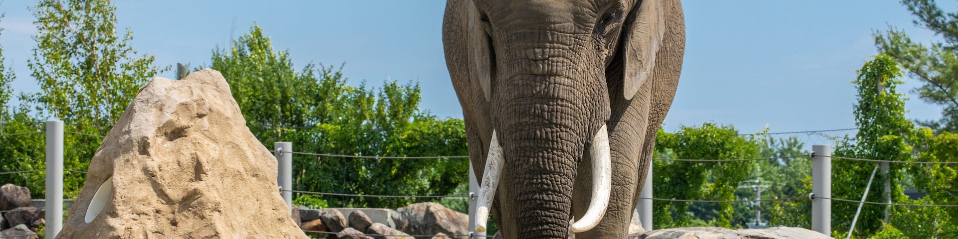 Un elefante en un recinto cercado con rocas y árboles.