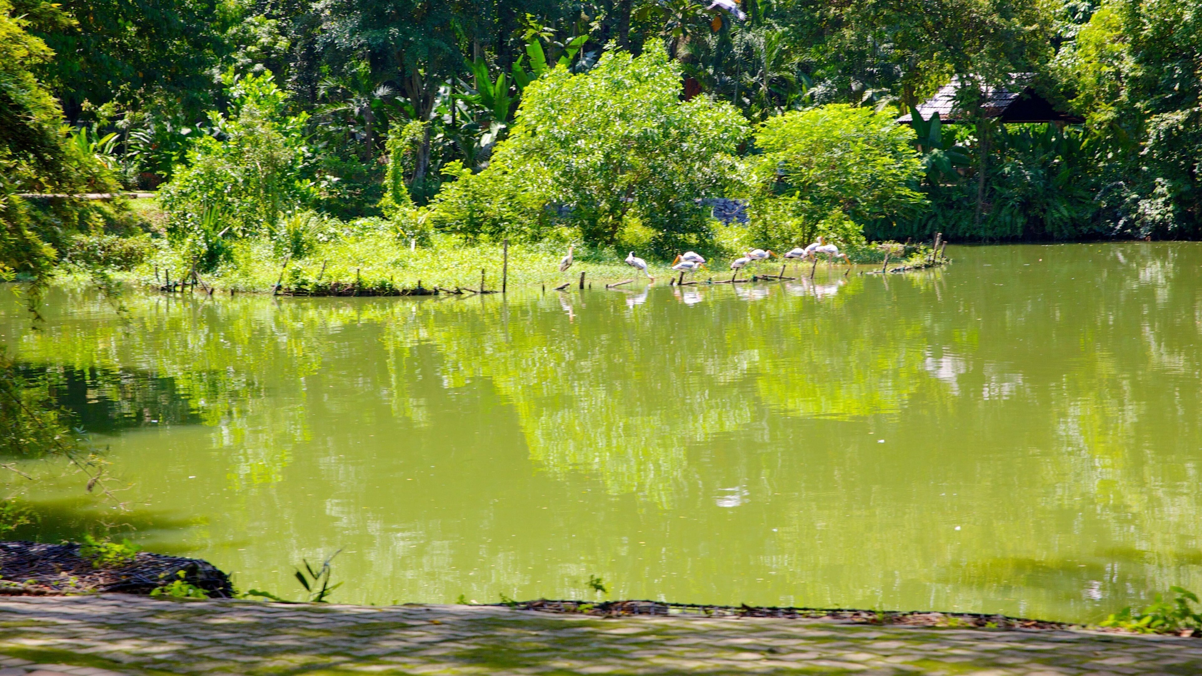 Peninsular Malaysia showing a pond
