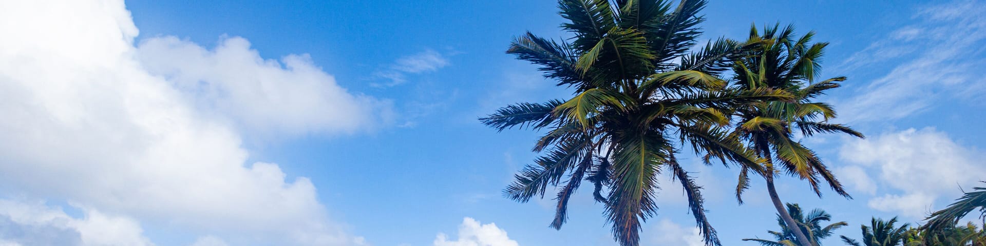 Une plage bordée de palmiers, sous un ciel bleu azur.