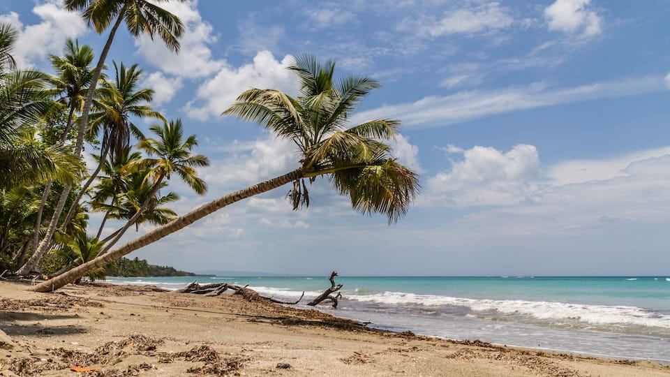 A beach with palm trees and ocean waves.