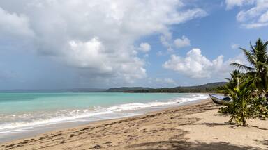 beach with palm trees and blue sky