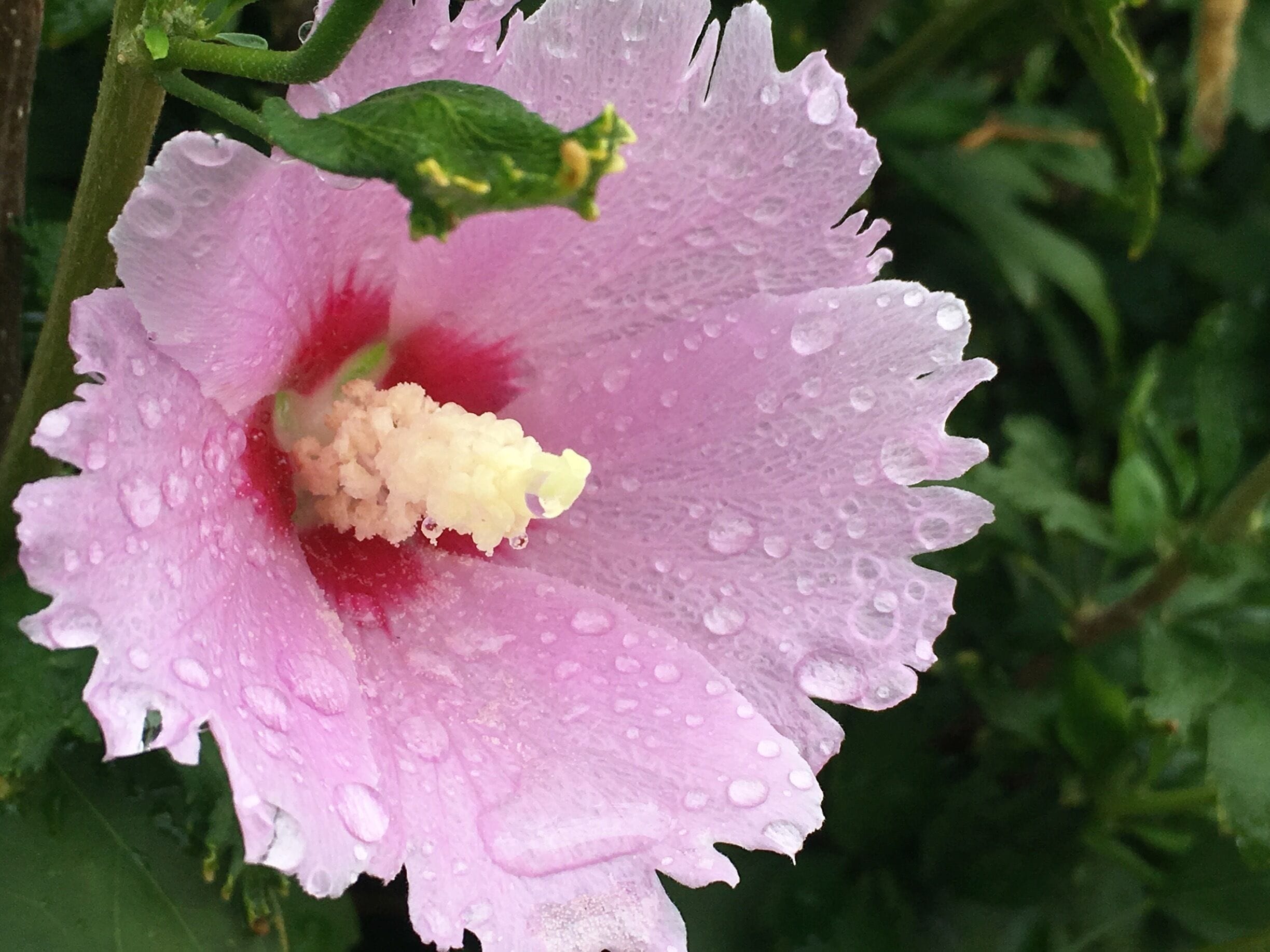 Rose of Sharon
