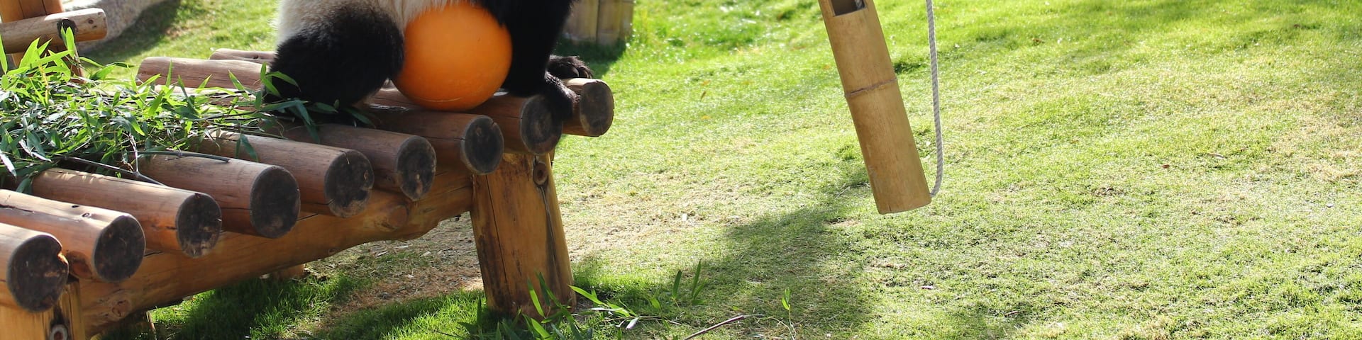 Panda; Shutterstock ID 332567363; purchase_order: SF 06557000; job: ; client: ; other: