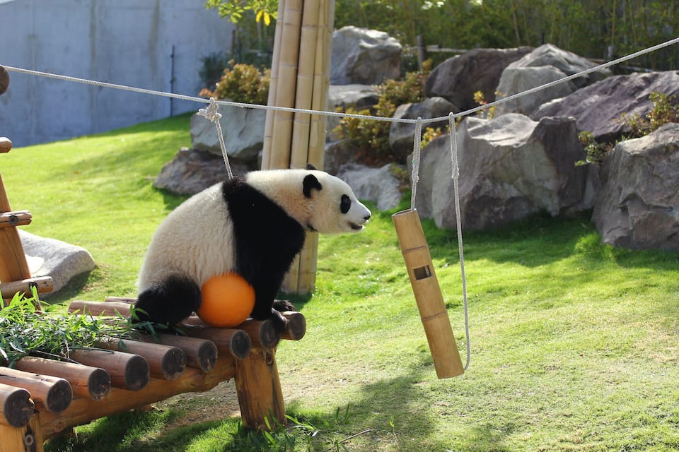 A panda sitting on a wooden structure in a zoo enclosure with rocks and greenery in the background.