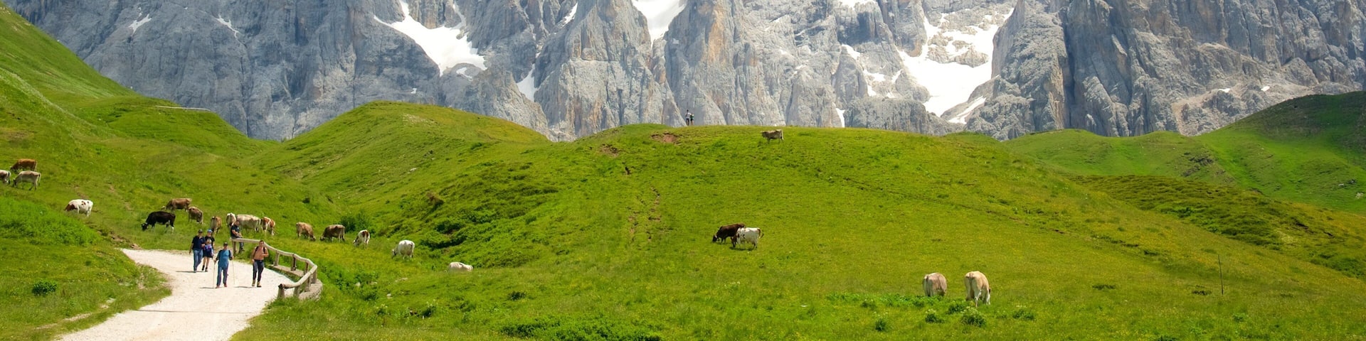 A mountainous landscape with green hills, a dirt path, and grazing cows.