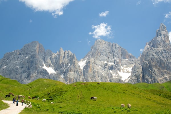 Un paysage montagneux avec des collines verdoyantes, un sentier de terre et des vaches qui paissent.