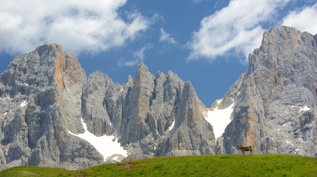 Passo Rolle featuring skyline, mountains and land animals