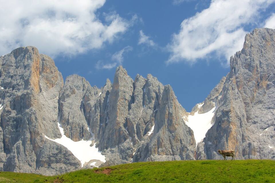 A cow on a grassy hill with a mountain range in the background.