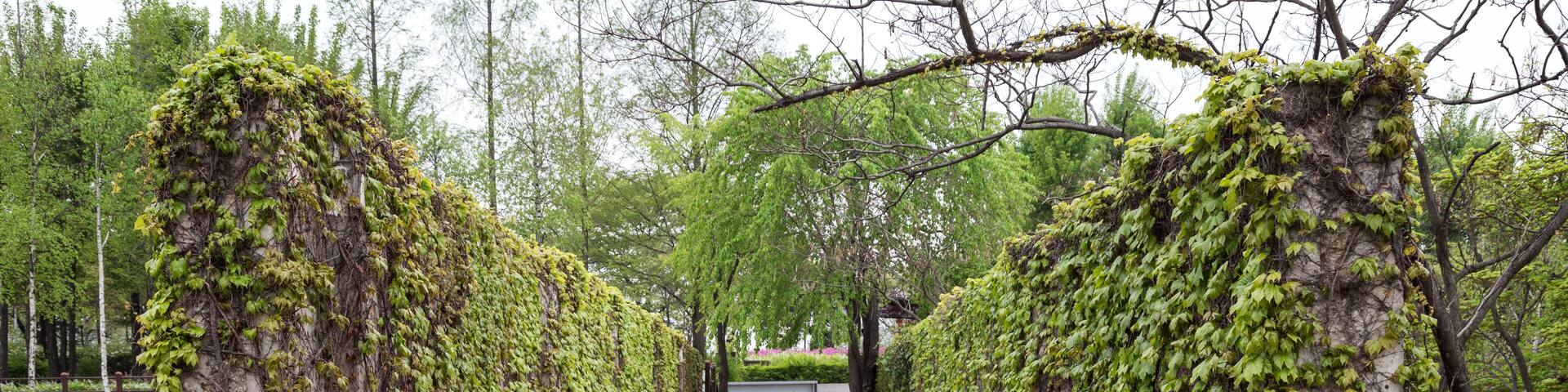 A stone staircase flanked by ivy-covered trees leading to a park area.