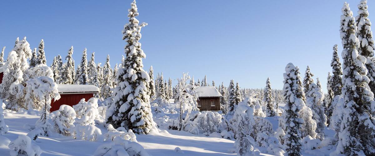 A snowy landscape with a red cabin and tall evergreen trees.