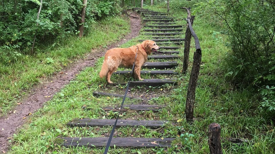 A dog on a wooden bridge in a forest.