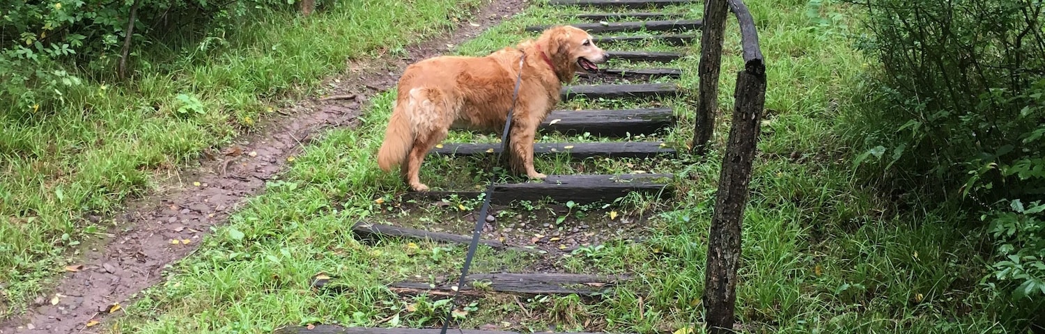 My little Lu together on a little adventure through a local park 
#Adventure
