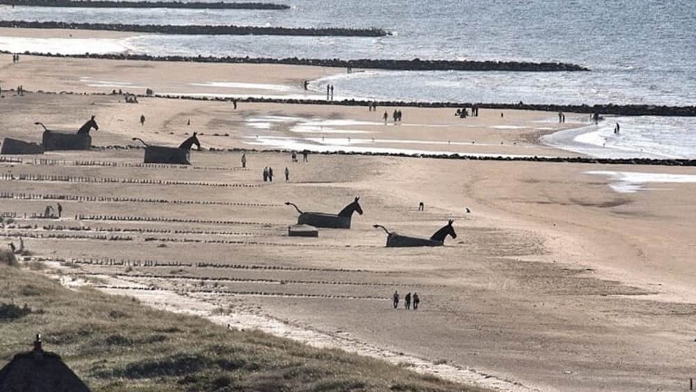 Blaavand, between Blaavand and Skallingen, famous bunker horses.