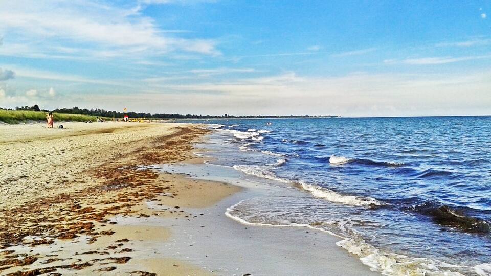 A beach with waves, a clear sky, and distant trees.