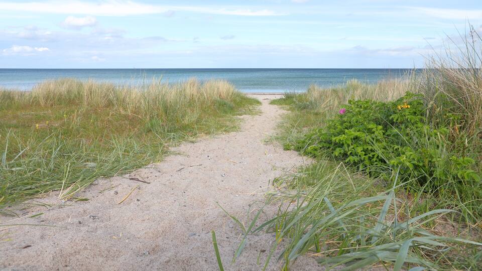 A sandy path leading to the ocean, surrounded by grass and plants.