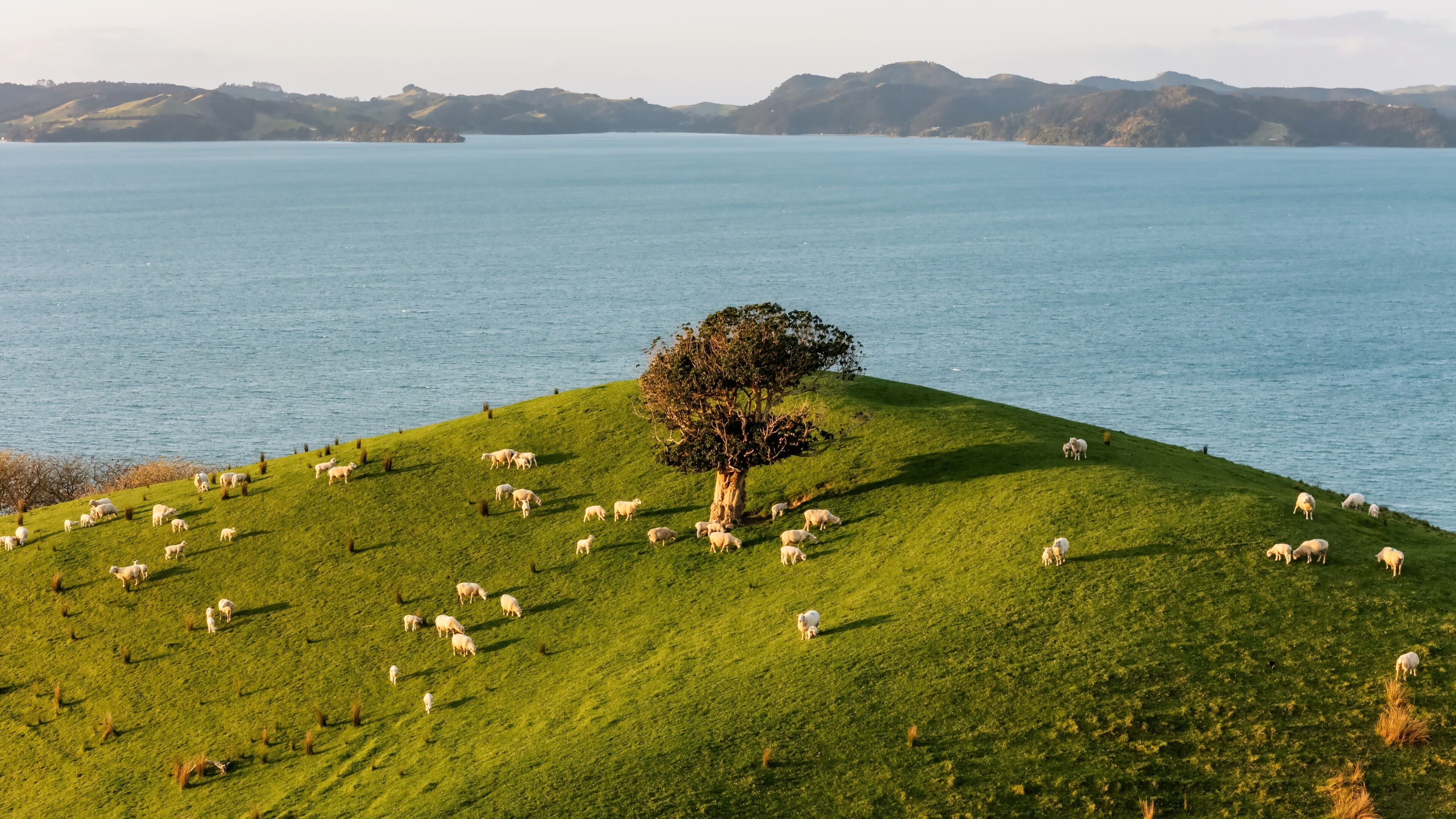 Aerial View from Ocean, Beach, Green Trees and Mountains in Duder Regional Park, New Zealand - Auckland Area