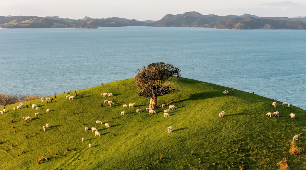 Aerial View from Ocean, Beach, Green Trees and Mountains in Duder Regional Park, New Zealand - Auckland Area