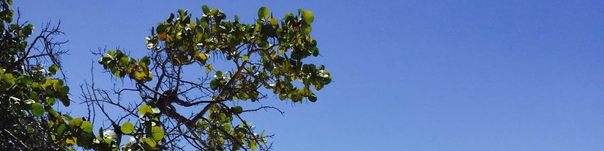 A beach with lounge chairs, a tree, and a clear blue sky.