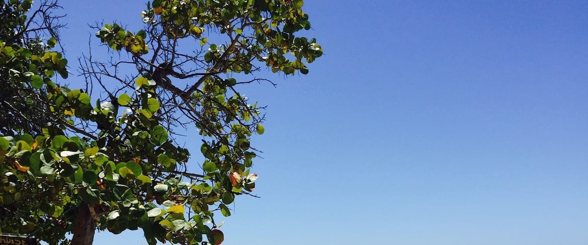A beach with lounge chairs, a tree, and a clear blue sky.
