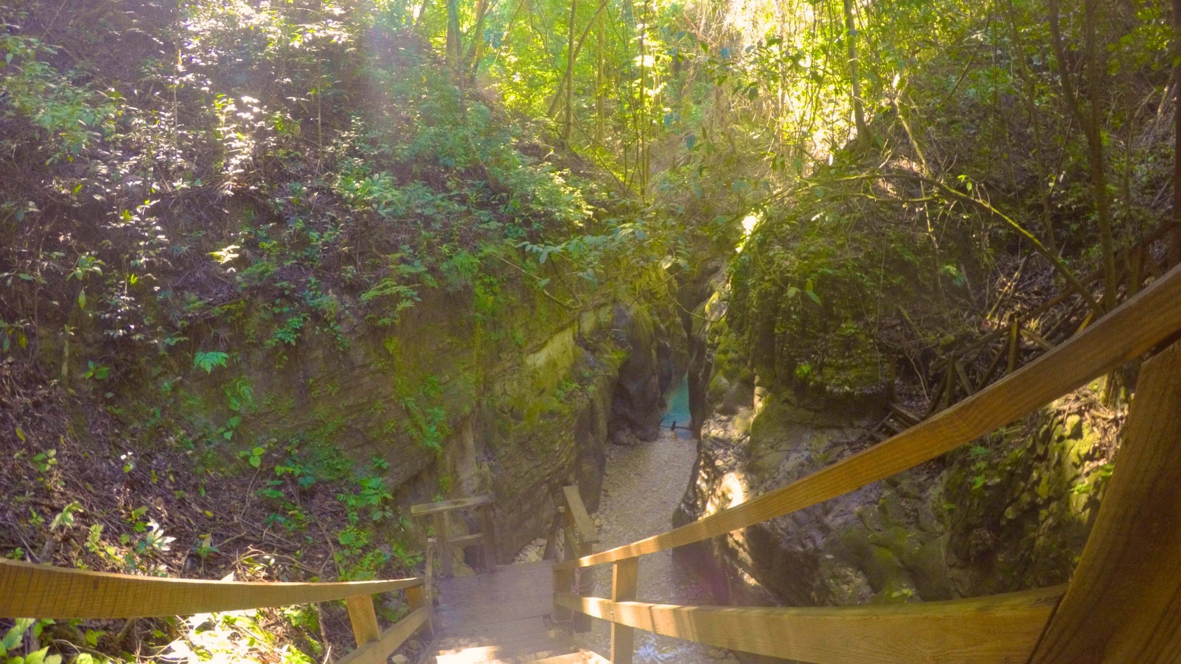 27 卡洛斯 其中包括 熱帶雨林