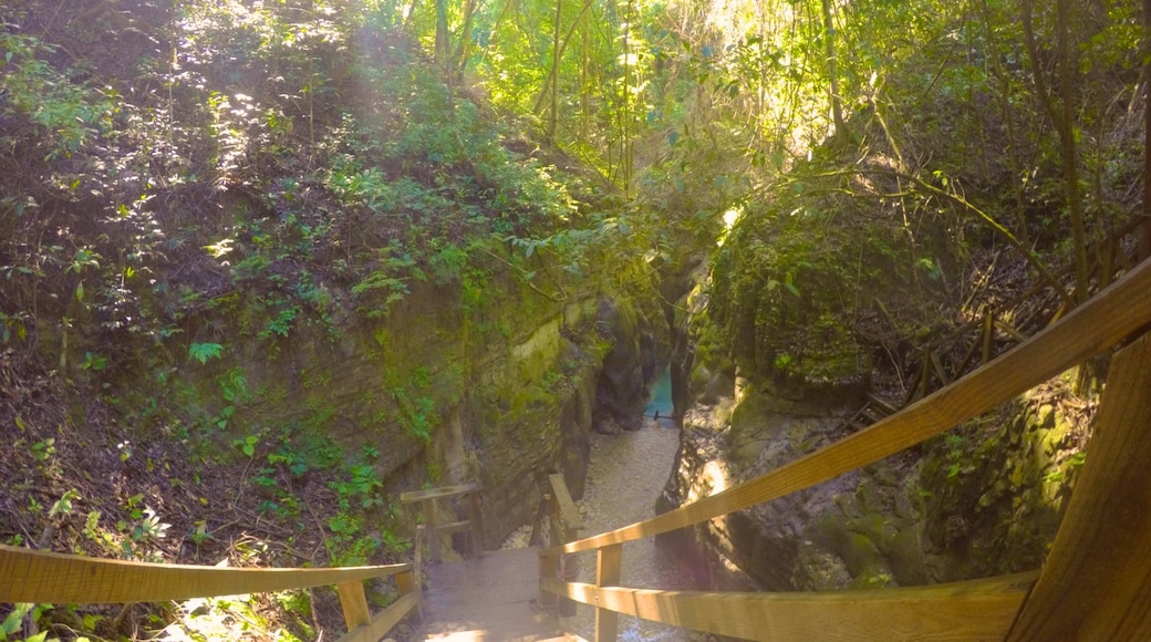 27 卡洛斯 其中包括 熱帶雨林