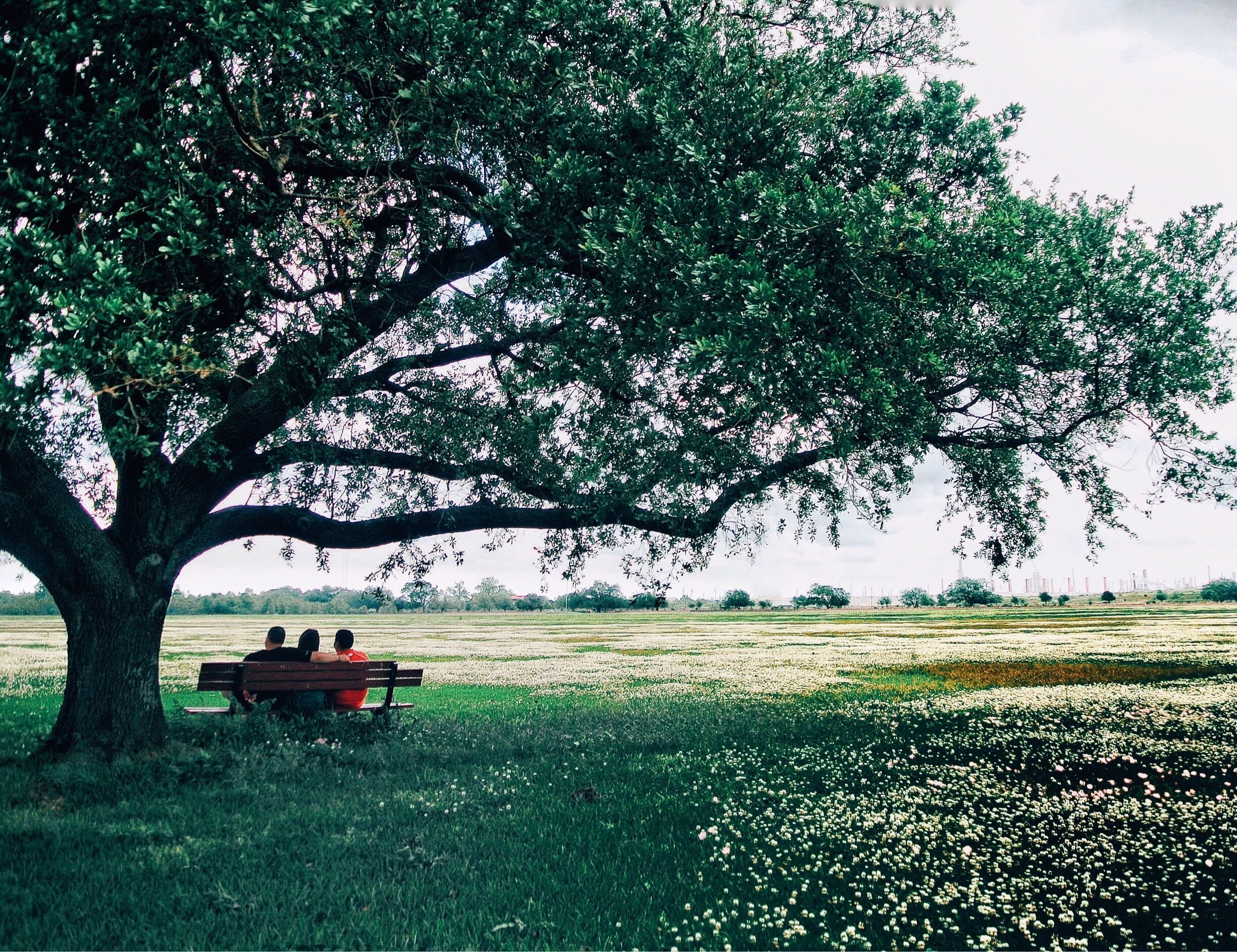 Southern Tree 
#adventure #travel #spring #colorful #beautifulplaces #lousiana #neworleans #trees #nature 