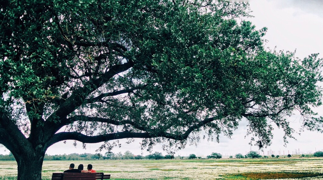 Southern Tree
#adventure #travel #spring #colorful #beautifulplaces #lousiana #neworleans #trees #nature