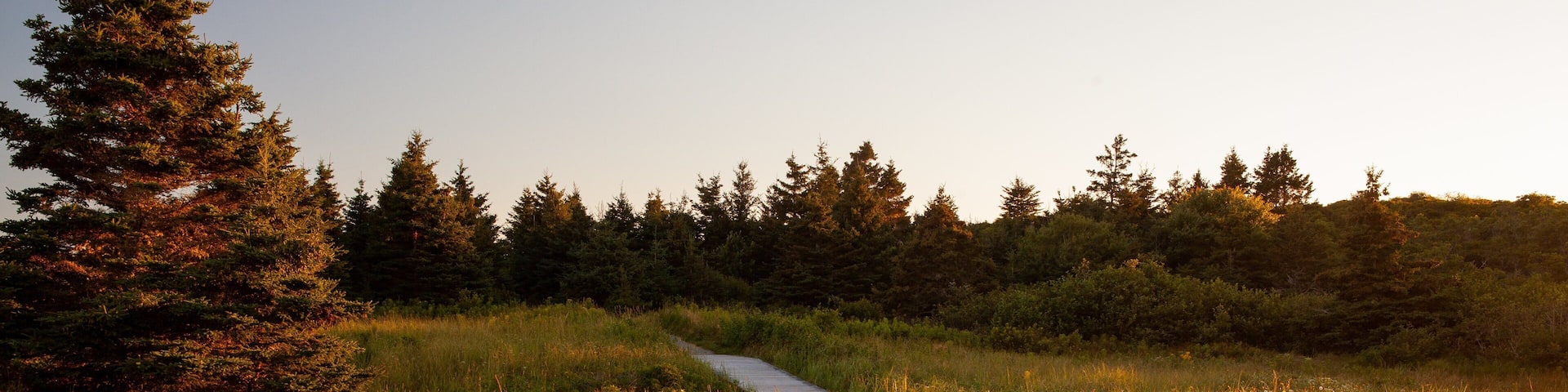 Sambro showing forest scenes and tranquil scenes