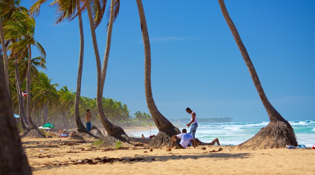 Macao Strand og byder på en strand og tropiske områder