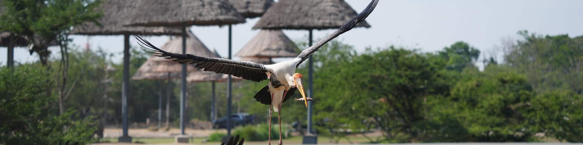 Birds in Safari World's open zoo, Bangkok, Thailand, taken on 3 Jan 2023.