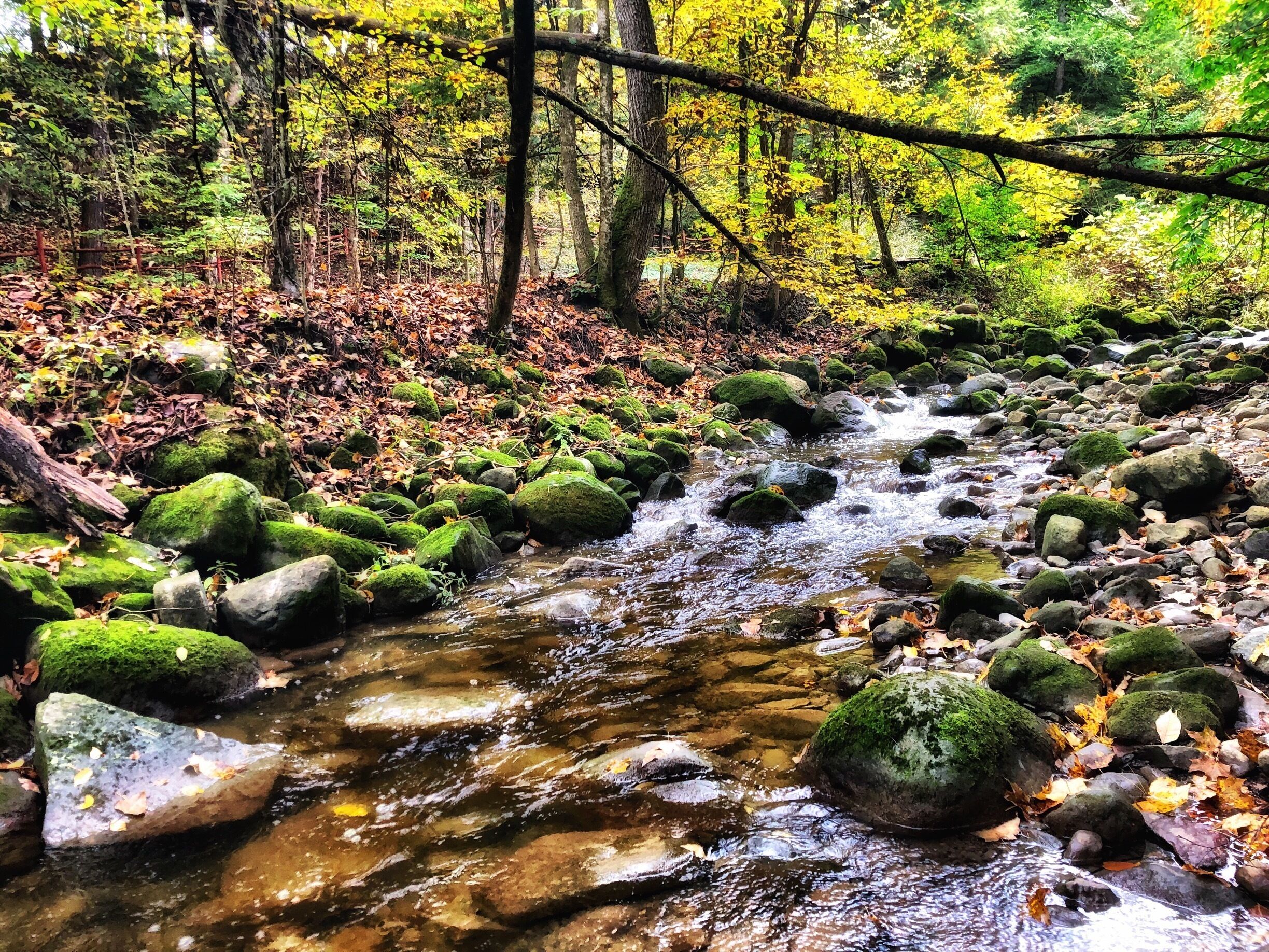 A forest stream with moss-covered rocks and autumn leaves.