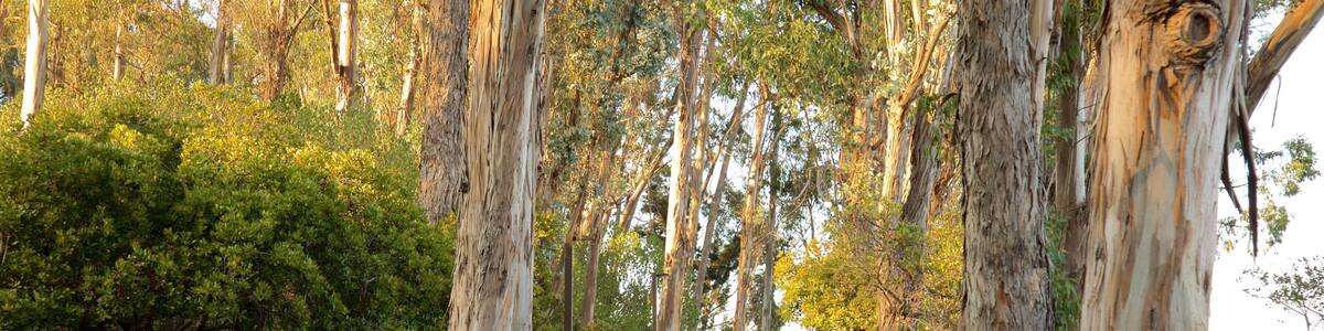 Coyote Point Park featuring a park