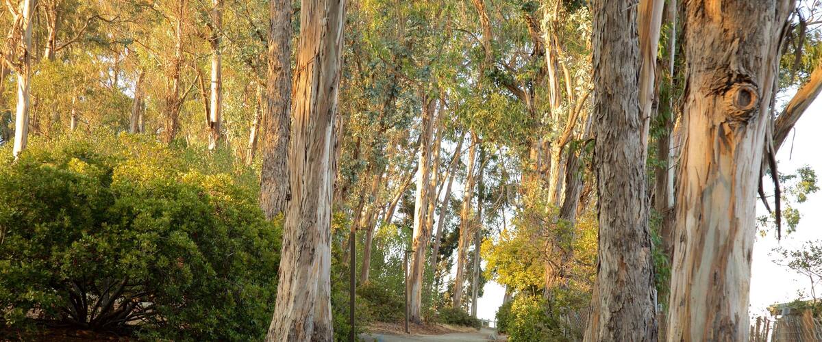 Coyote Point Park featuring a garden